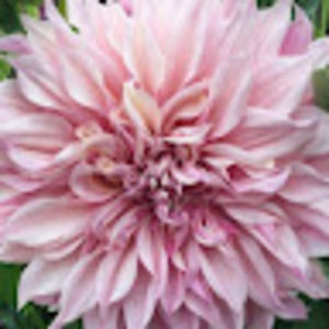 Meet your Posher, Valeria